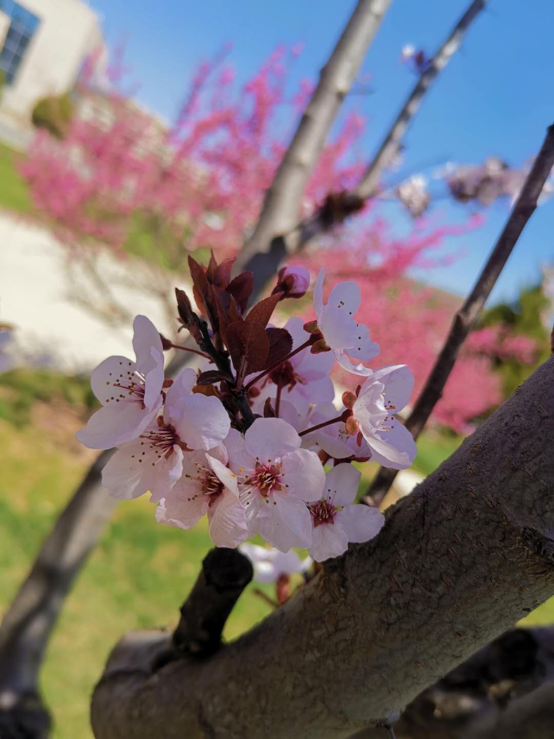 微信图片_20190424154826